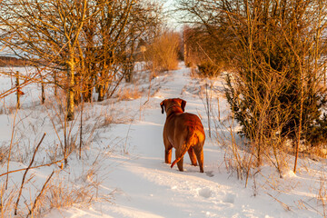 Walking the dog on a disused railway in snow