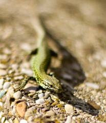 A small lizard is calmly resting on top of a pile of various rocks, enjoying its surroundings in a natural habitat setting