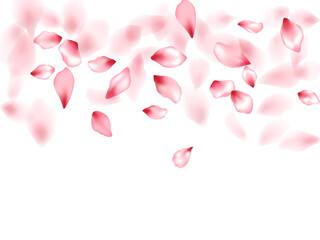 Apple flower flying petals isolated on white. Glamour floral background. Japanese sakura petals seasonal confetti, blossom elements flying. Falling cherry blossom flower parts design.