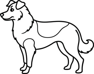 hand-drawn portrait of an Australian Shepherd in engraving style