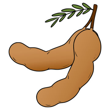 tamarind illustration hand drawn isolated vector