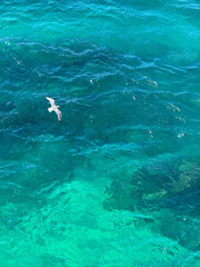 Seagull flying above blue azure sea water