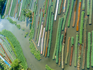 Obraz premium A stunning aerial view of farmers cultivating vegetables on floating gardens in Nazirpur, Pirojpur, Bangladesh, on September 30, 2024.