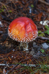 Fly Agaric Mushroom, red and white mushroom, closeup