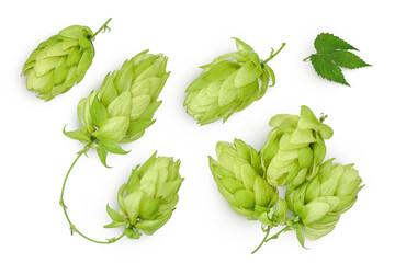 Hop cones isolated on white background. Beer brewing ingredients. Top view. Flat lay