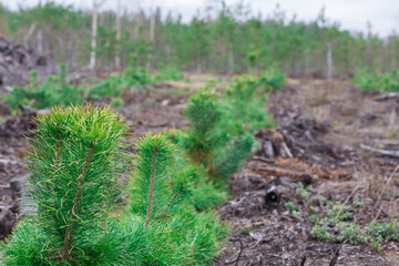 Young pine tree. Close-up photo.