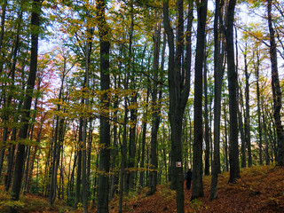 Obraz premium Sunrays shining through the colorful leaves and trunks in the forest during autumn