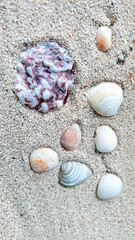 Top view of a sandy beach with collection of seashells and starfish as natural textured background for aesthetic summer design