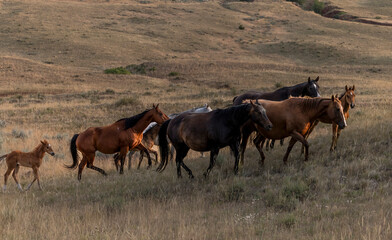Beautiful American Quarter horse herd with foals at sunrise in the Pryor Mountains of Montana.