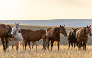 Beautiful American Quarter horse herd with foals at sunrise in the Pryor Mountains of Montana.