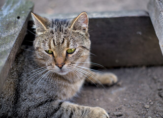 Tabby cat lies on the ground with its claws out and looks ahead