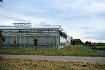 Obraz premium Industrial greenhouse for growing plants.