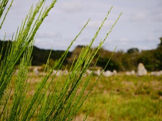 In the foreground branches of a gorse bush, in the blurred background dolmens on a meadow against a...