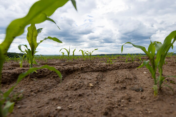wet dirty corn in the ground after a thunderstorm with rain