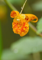 orange balsam with red dots, flower of balsam, water drops on orange flower, raindrops on flower