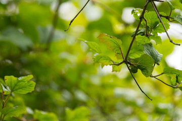 Leaves of common viburnum, Viburnum opulus Leaves with green background, branch with green leaves