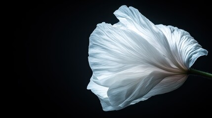 A close-up of a delicate white flower captured in dramatic lighting, highlighting its graceful form and the subtle texture of its petals against a black backdrop.