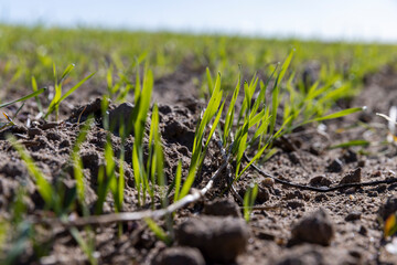 a large harvest of green wheat sprouts