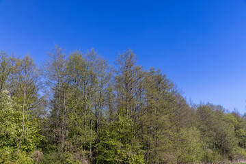 trees in the park for the autumn season
