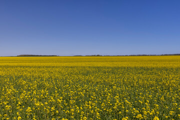 rapeseed flowers are yellow against a sky