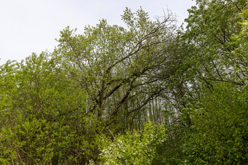 deciduous trees in the forest in cloudy weather