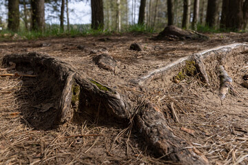 large tree roots that have come to the surface