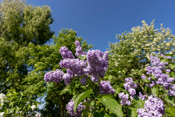 Obraz premium lilac bush with fragrant flowers on a blue sky background