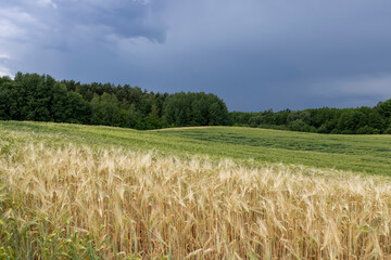 wheat field after a thunderstorm and rain