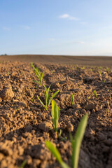 sunset in a field with young corn sprouts in a fertile field