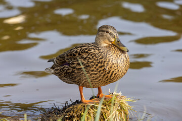 one duck on a lake birch in sunny weather