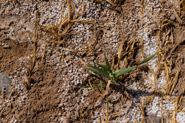 part of the wheat field that was destroyed from excess fertilizers