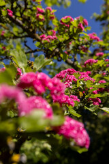 Fototapeta premium spring trees during flowering close-up