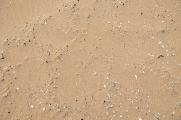 Beach with sand, stones, mussels and shells. Nature, outdoors, natural conditions, sunlight, summer, day.