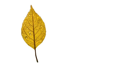 Fototapeta premium A yellow tree leaf that fell on the ground without background (white background)
