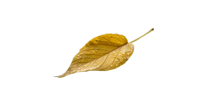 A yellow tree leaf that fell on the ground  without background (white background)