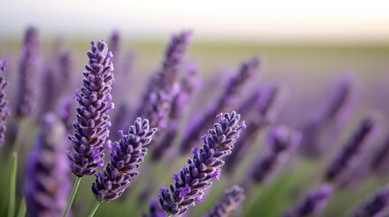 Obraz premium A stunning view of a lavender field under the late afternoon sun, with vibrant purple hues dominating the scene, evoking peace and contentment in the heart.