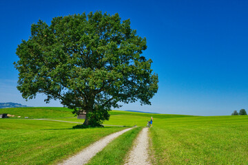 a majestic tree on a beautiful summer day with blue sky