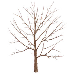 tree png