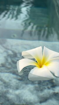 Frangipani Flowers Spathodea flowers with white petals in vietnam near the pool