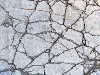 The background reveals a web of cracks spreading across the rough surface of old cement, each fracture telling a story of time and wear.