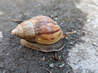 In this close-up, a snail inches forward with deliberate slowness, its glistening body leaving a delicate, silvery trail behind. The textured, spiral shell rests on its back.