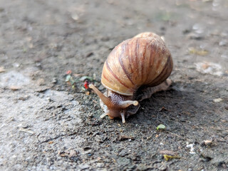 In this close-up, a snail inches forward with deliberate slowness, its glistening body leaving a delicate, silvery trail behind. The textured, spiral shell rests on its back.