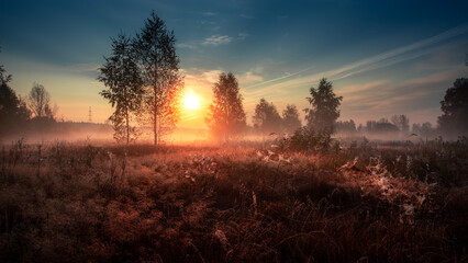 Birches trees on meadow in foggy autumn morning.