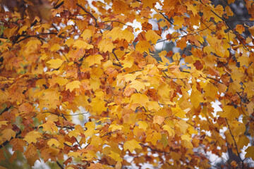 Tree branches with yellow, brown and golden leaves on an autumn October day. Scenic autumn yellow leaves. Fall landscape, scenery. Seasonal nature
