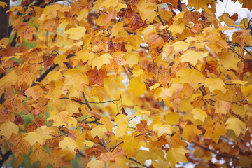 Tree branches with yellow, brown and golden leaves on an autumn October day. Scenic autumn yellow leaves. Fall landscape, scenery. Seasonal nature