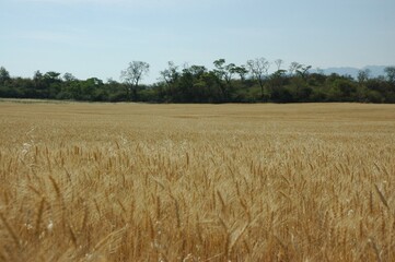 Wheat crops in northern Argentina
