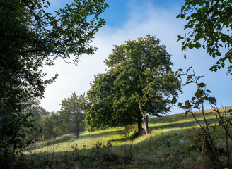 Weidefläche saftige Wiesen für Schafe
