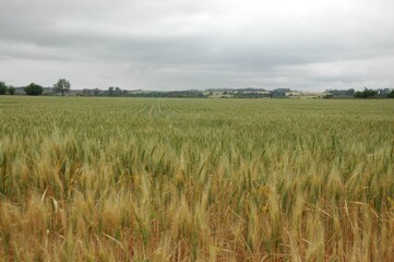 Wheat crops in northern Argentina