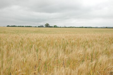 Wheat crops in northern Argentina