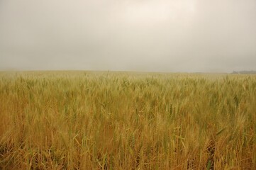 Obraz premium Wheat crops in northern Argentina